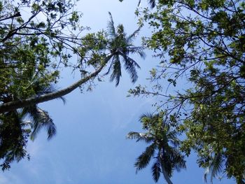 Low angle view of trees against clear blue sky