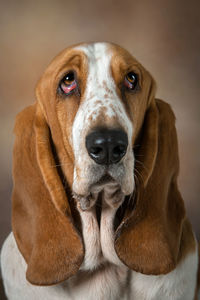 Portrait of dog looking at camera