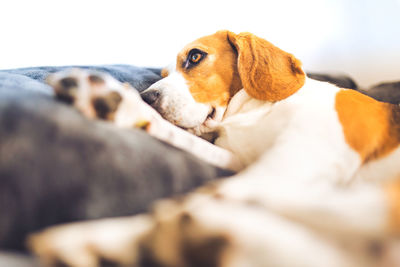 Close-up of a dog