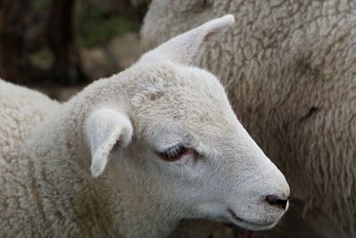 Close-up of a sheep