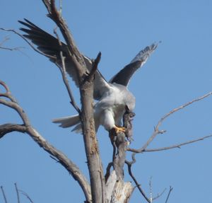 Low angle view of a bird flying