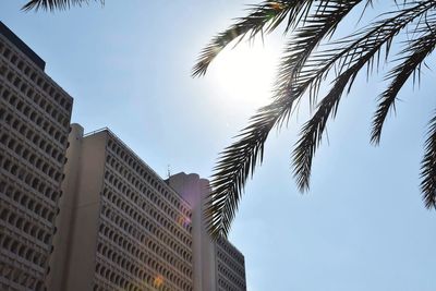 Low angle view of palm trees and buildings against sky