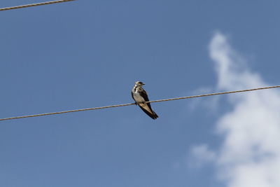 Low angle view of bird perching on cable against sky