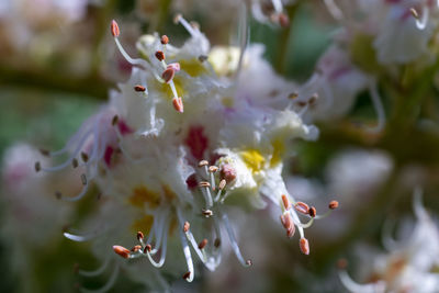 Close-up of white flowering plant