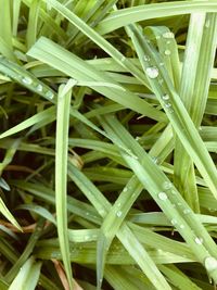 Close-up of wet grass