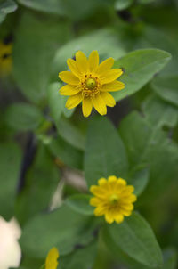 Close-up of yellow sunflower blooming outdoors