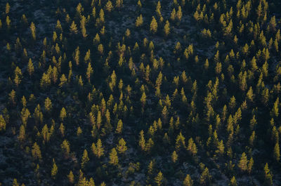 Full frame shot of pine trees