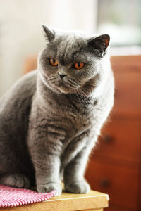 Close-up portrait of a cat