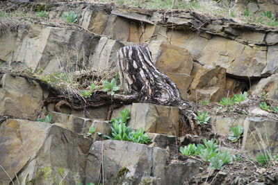 Close-up of tree