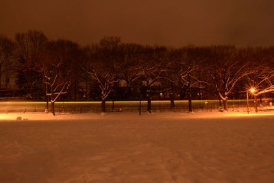 Bare trees at night