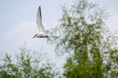 Low angle view of a bird flying