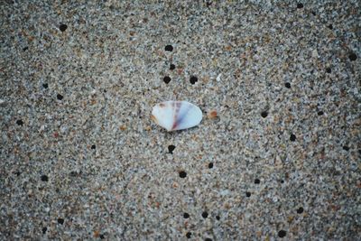 High angle view of seashell on beach