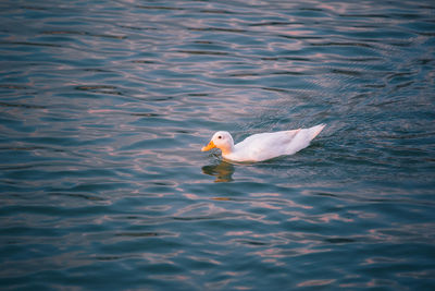 Swan swimming in lake