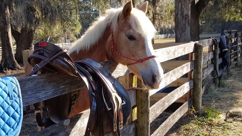 Horse standing by wooden fence at pen