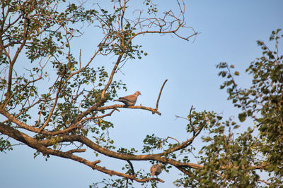 Low angle view of bird perching on tree