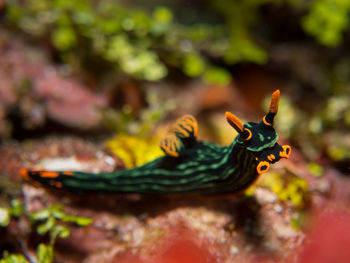 Close-up of fish underwater