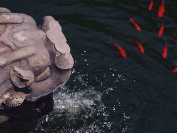 High angle view of koi in water