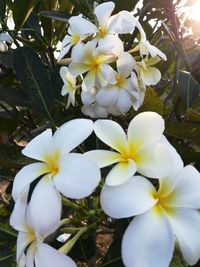 Close-up of white flowering plant in park