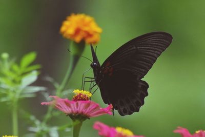 Close-up of butterfly pollinating on flower