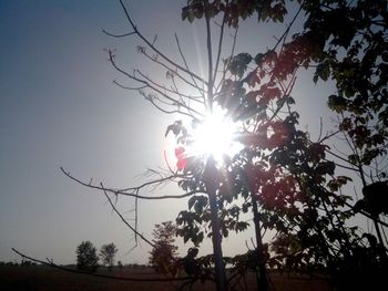 Sun shining through trees