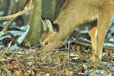 Close-up of deer