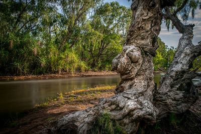 Trees by lake against sky