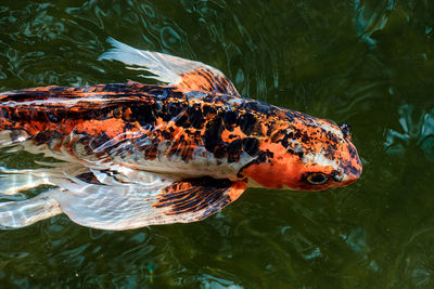 Fish swimming in a lake