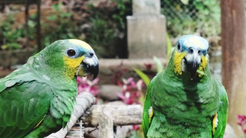 Close-up of parrots outdoors