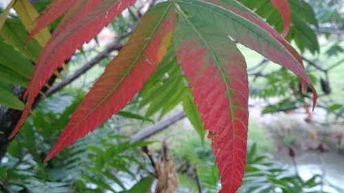 Close-up of red leaves on branch