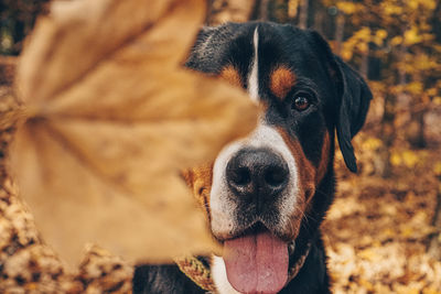 Close-up of dog