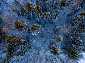 High angle view of pine trees on field during winter