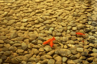 Full frame shot of stones