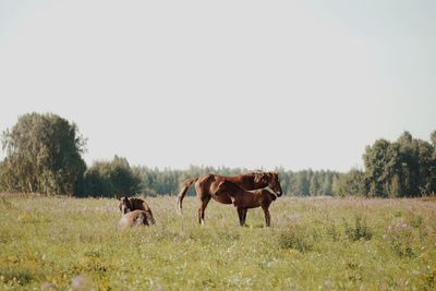 Horses in a field