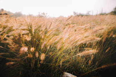 Close-up of stalks in field against sky