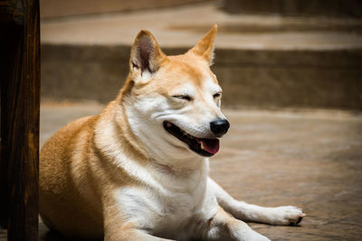 A wise shiba inu puppy baking in the sun