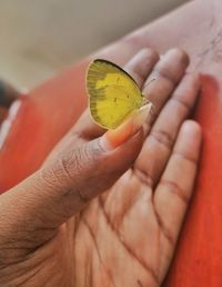 Cropped hand of woman holding heart shape  yellowbutterfly 