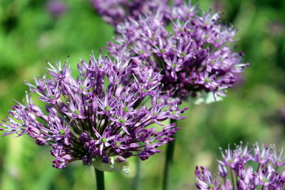 Close-up of fresh purple flowers