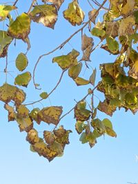 Low angle view of leaves against sky