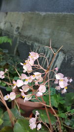 High angle view of pink flowers blooming outdoors