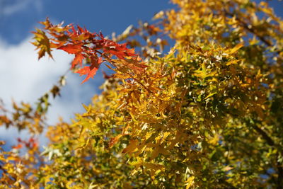 Low angle view of autumnal leaves against sky