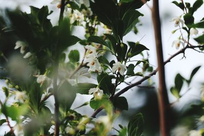 Close-up of white flowering plant