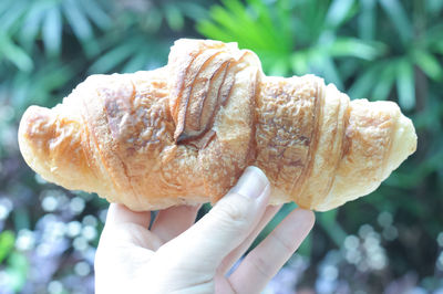 Cropped hand holding croissant against plants