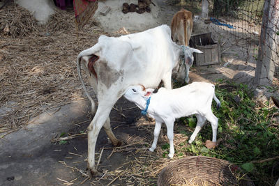 High angle view of cows on field