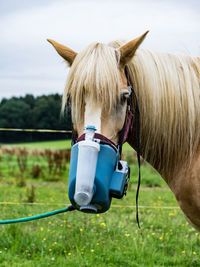 Close-up of horse on field against sky