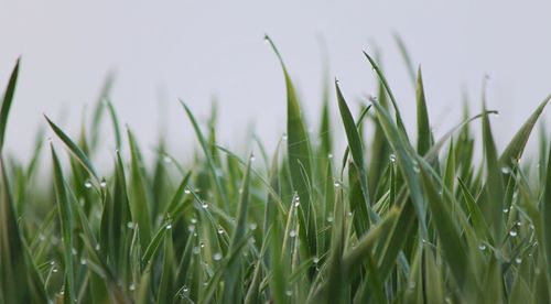 Close-up of grass growing on field