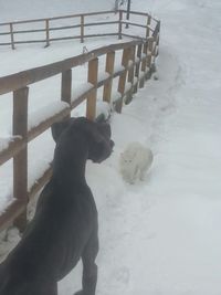 High angle view of dog on snow covered land