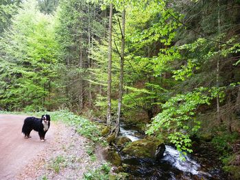 Dog in forest