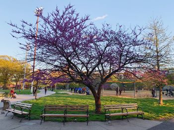 Trees in park against sky