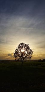 Silhouette tree on field against sky during sunset