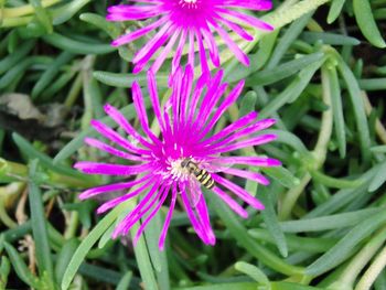 Close-up of passion flower blooming outdoors